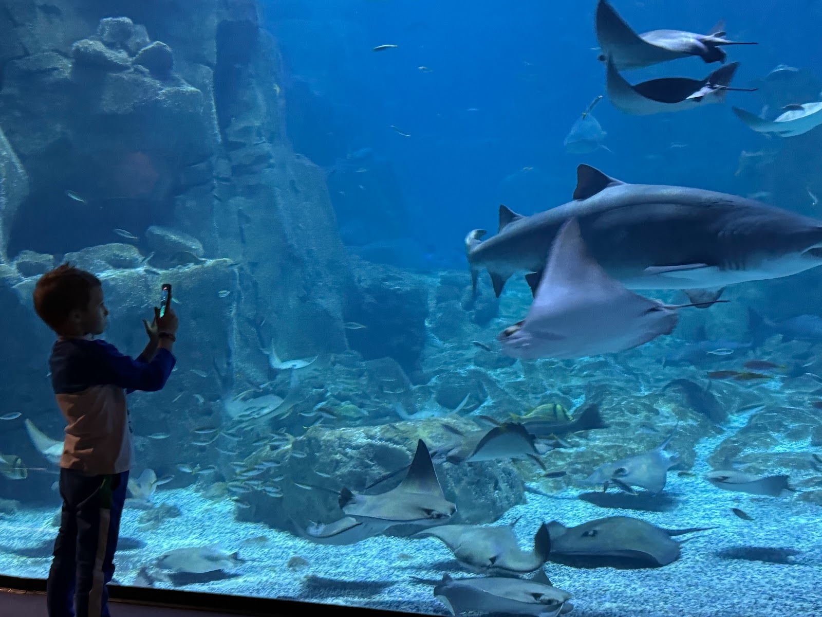 Sea Life