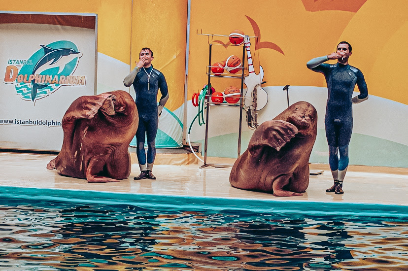 Istanbul Dolphinarium