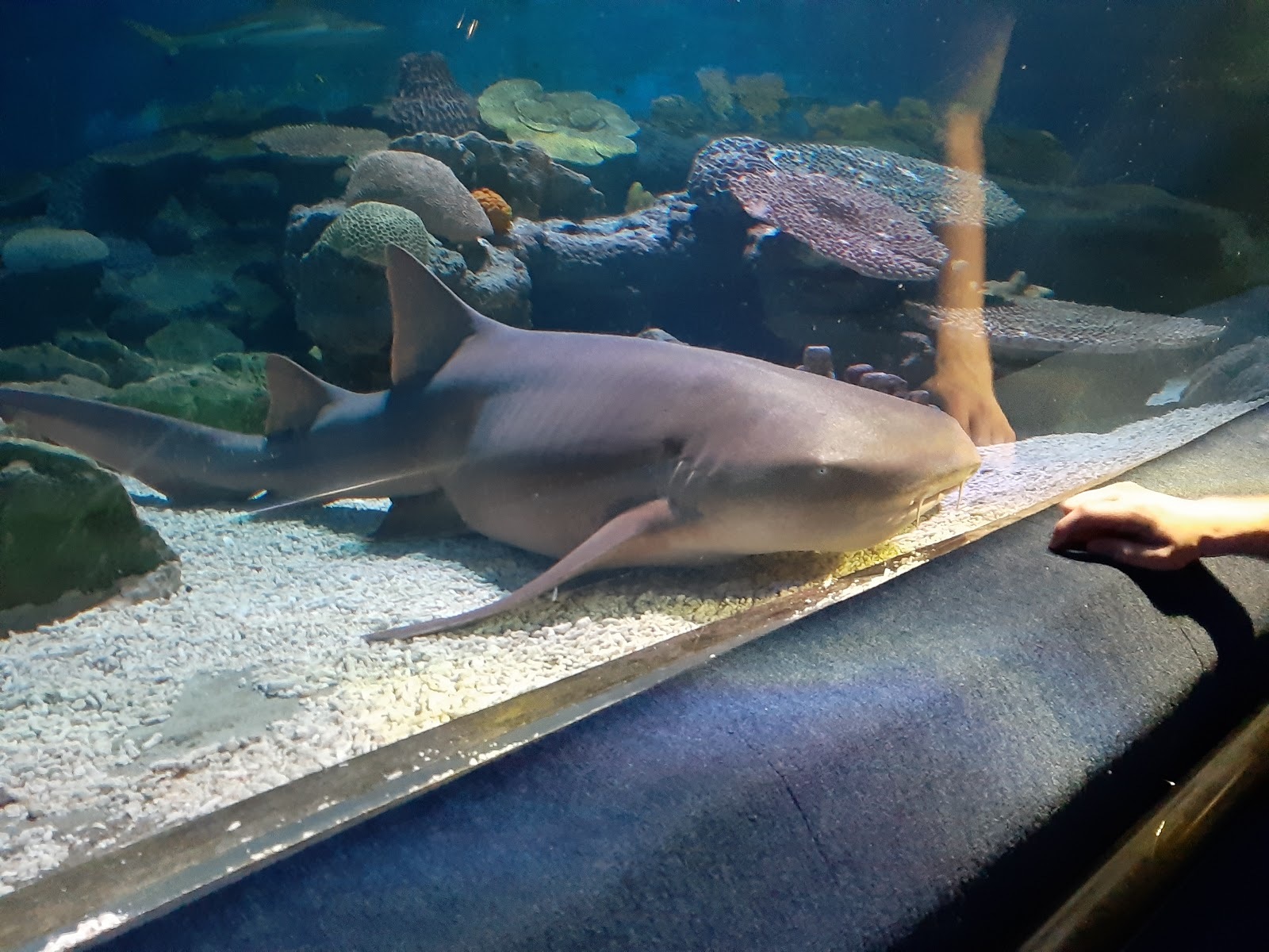 Sea Life