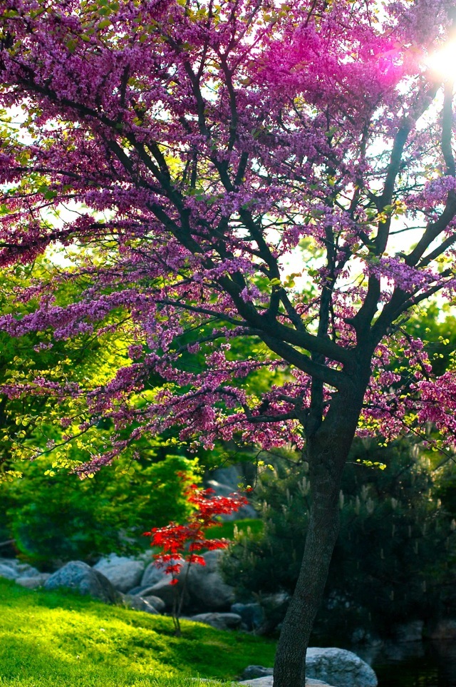 Baltalimanı Japanese Garden