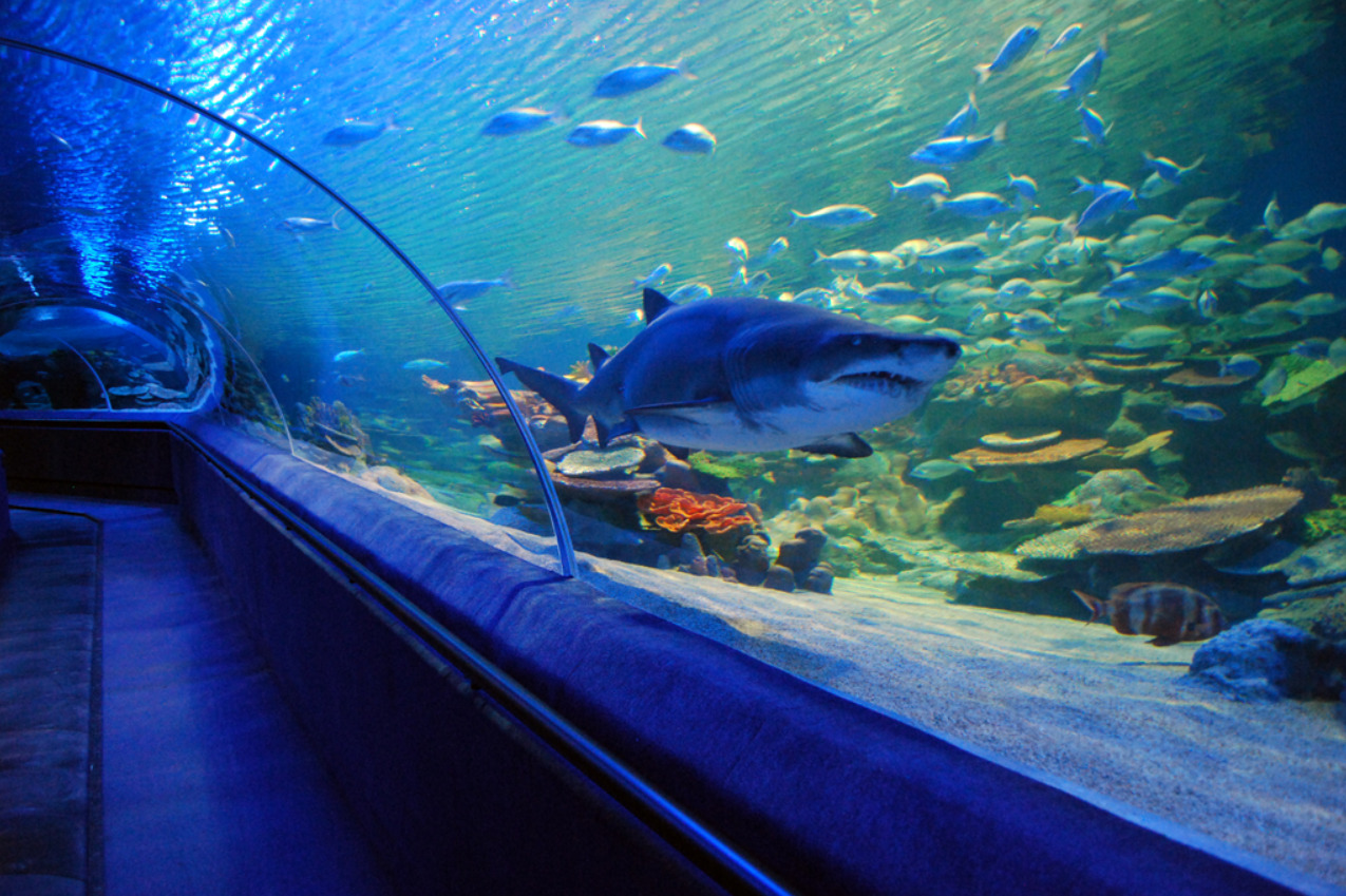 Sea Life