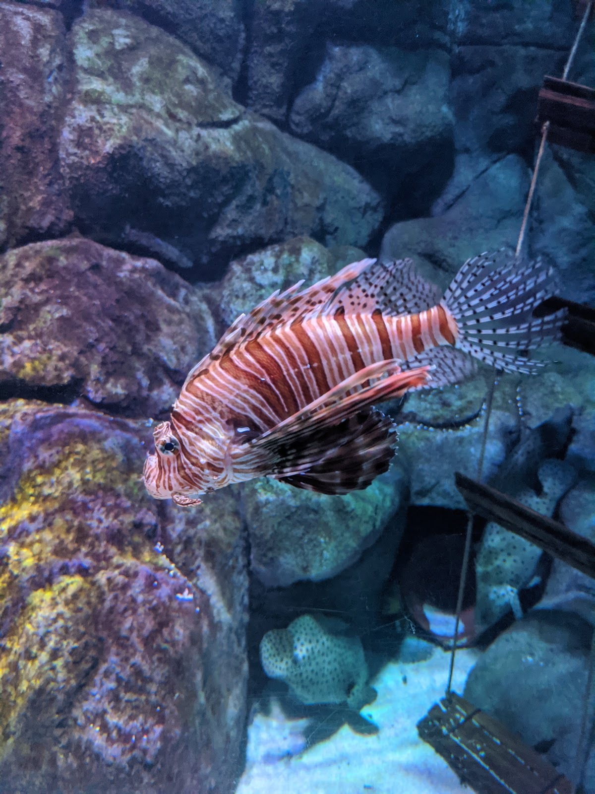 Sea Life