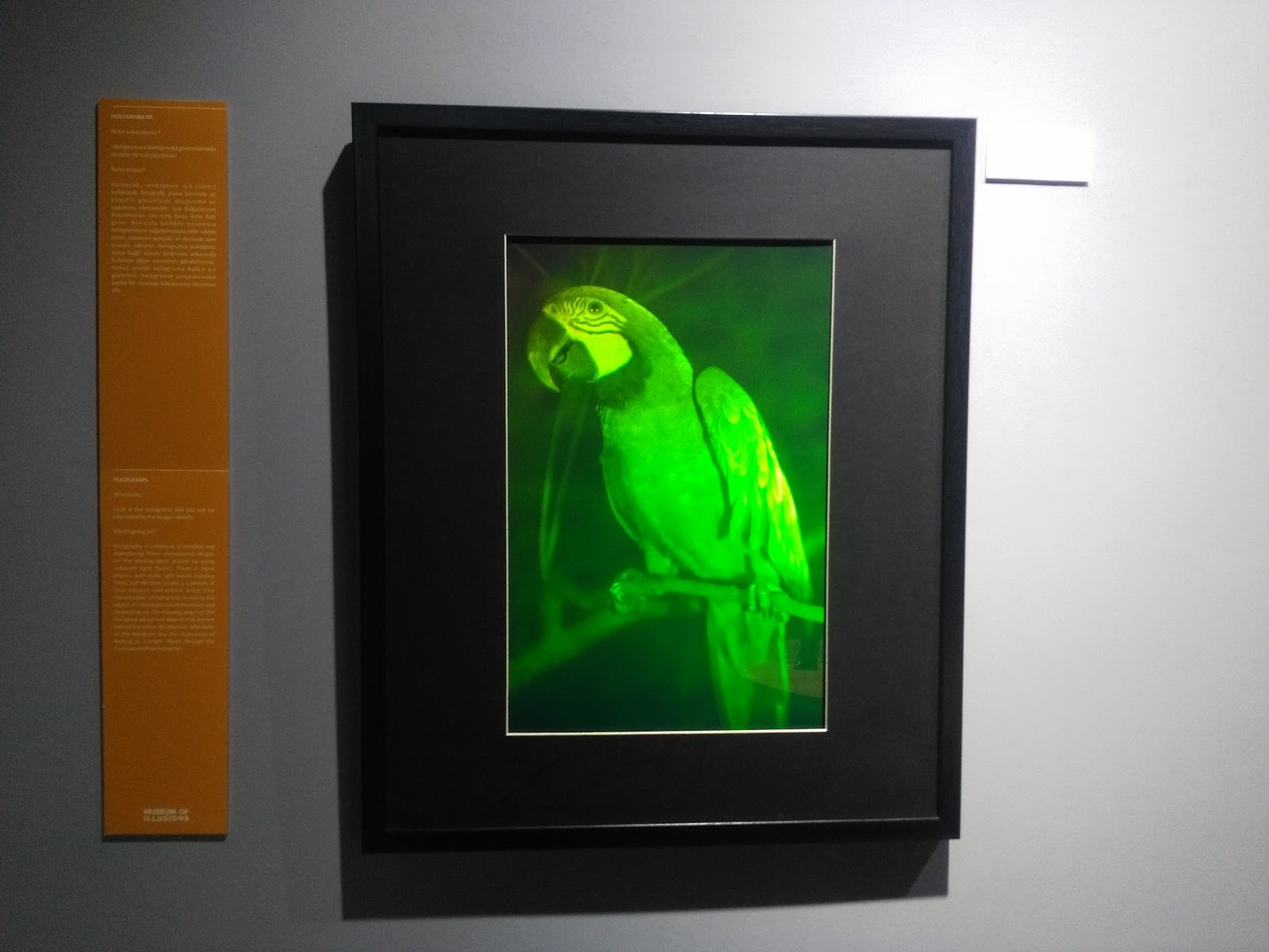 Museum Of Illusions