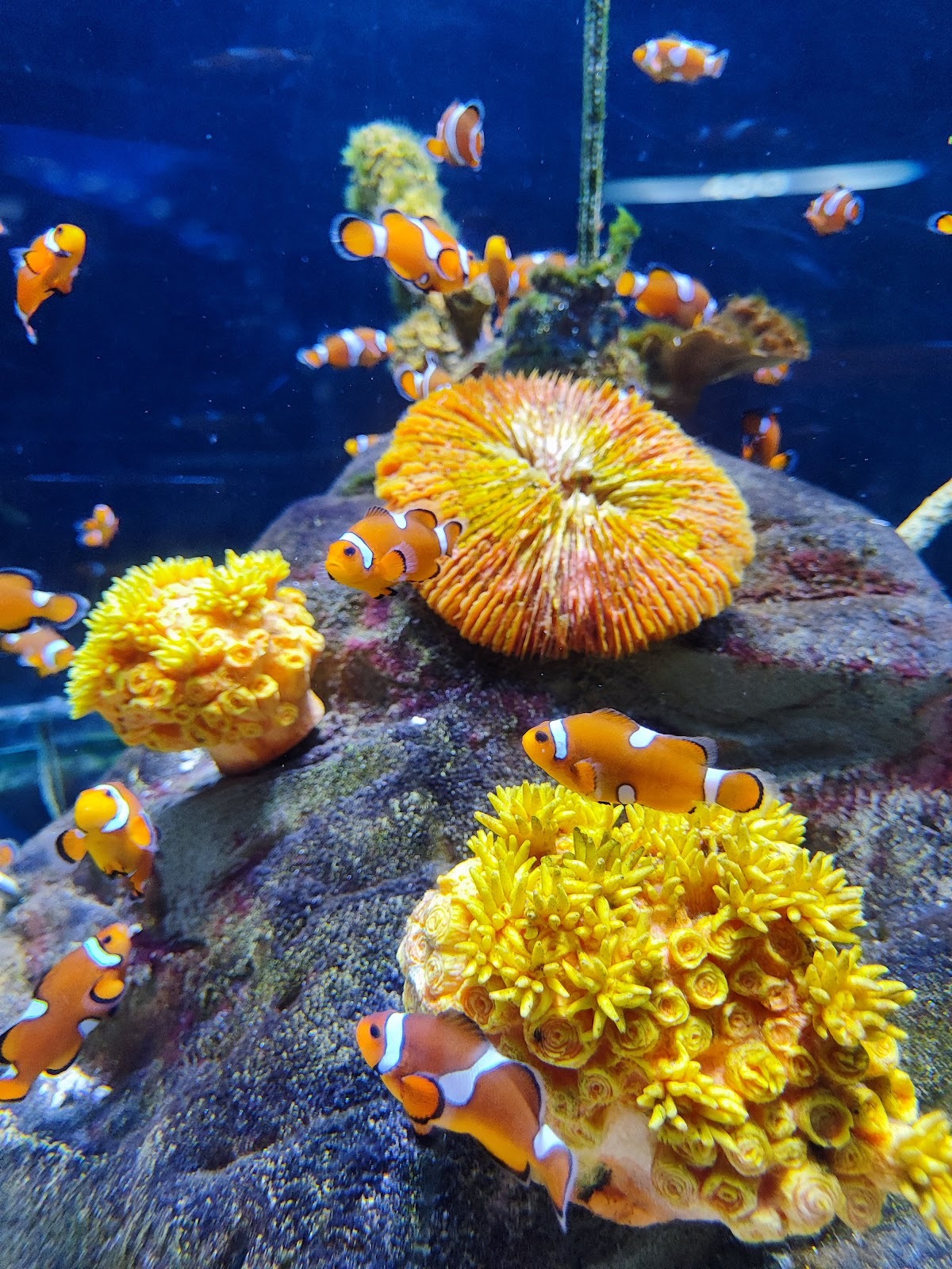 Sea Life