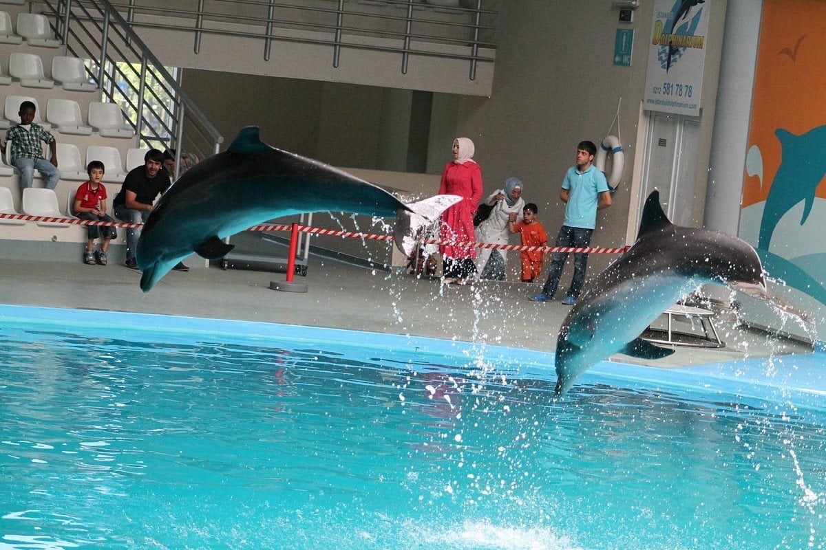 Istanbul Dolphinarium