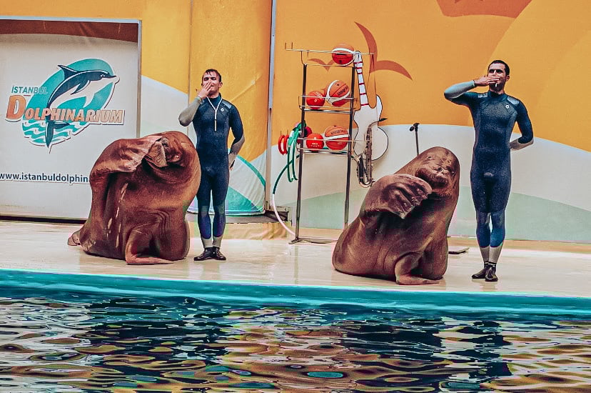 Istanbul Dolphinarium