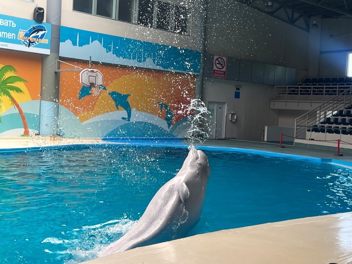 Istanbul Dolphinarium
